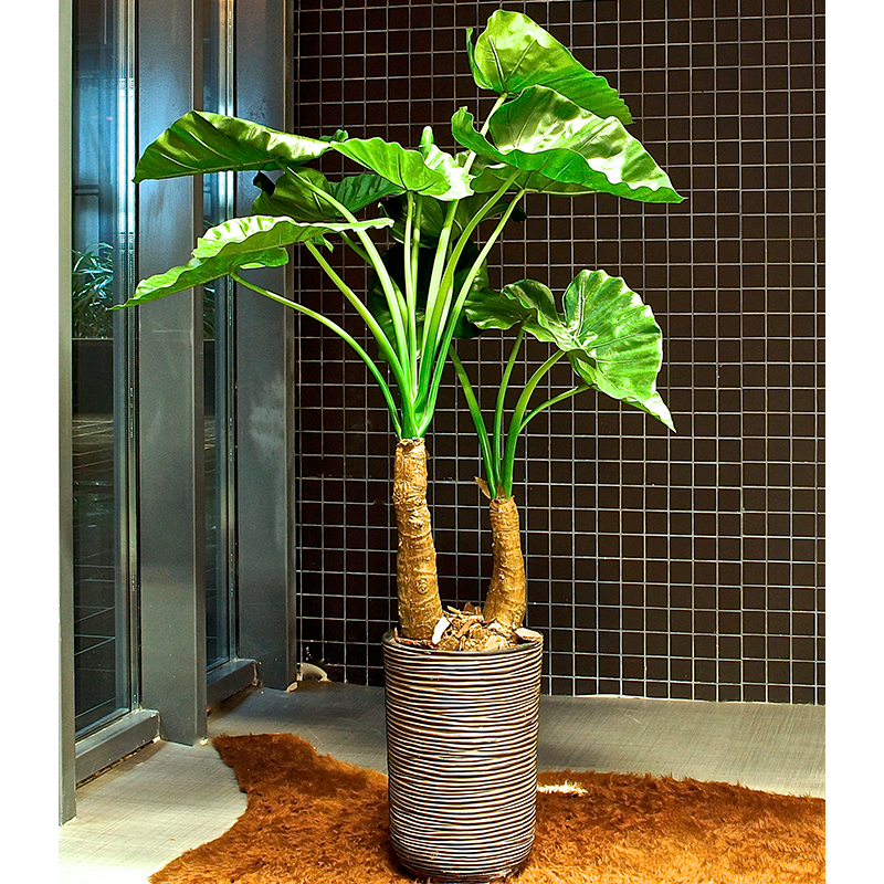 Plant Alocasia | Decoroom