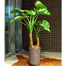 Plant Alocasia | Decoroom