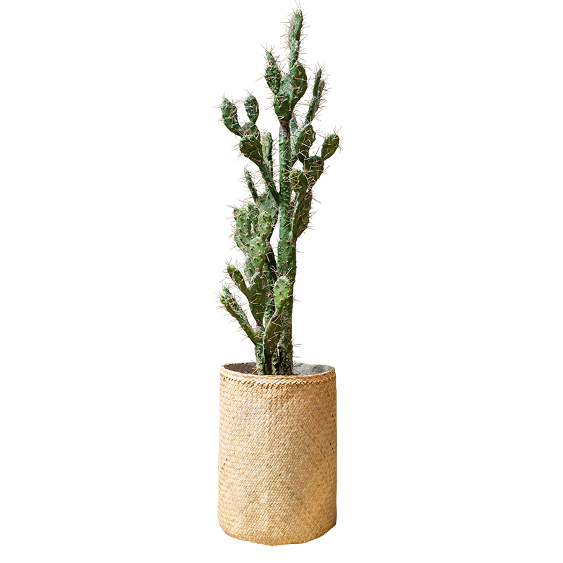 Plant Cactus Euphorbe | Decoroom