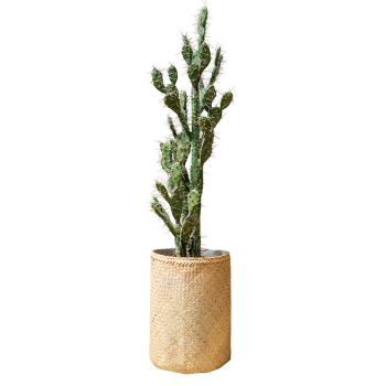 Plant Cactus Euphorbe | Decoroom