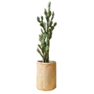 Plant Cactus Euphorbe | Decoroom