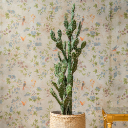 Plant Cactus Euphorbe | Decoroom