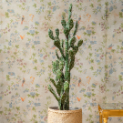 Plante Cactus Euphorbe - Decoroom