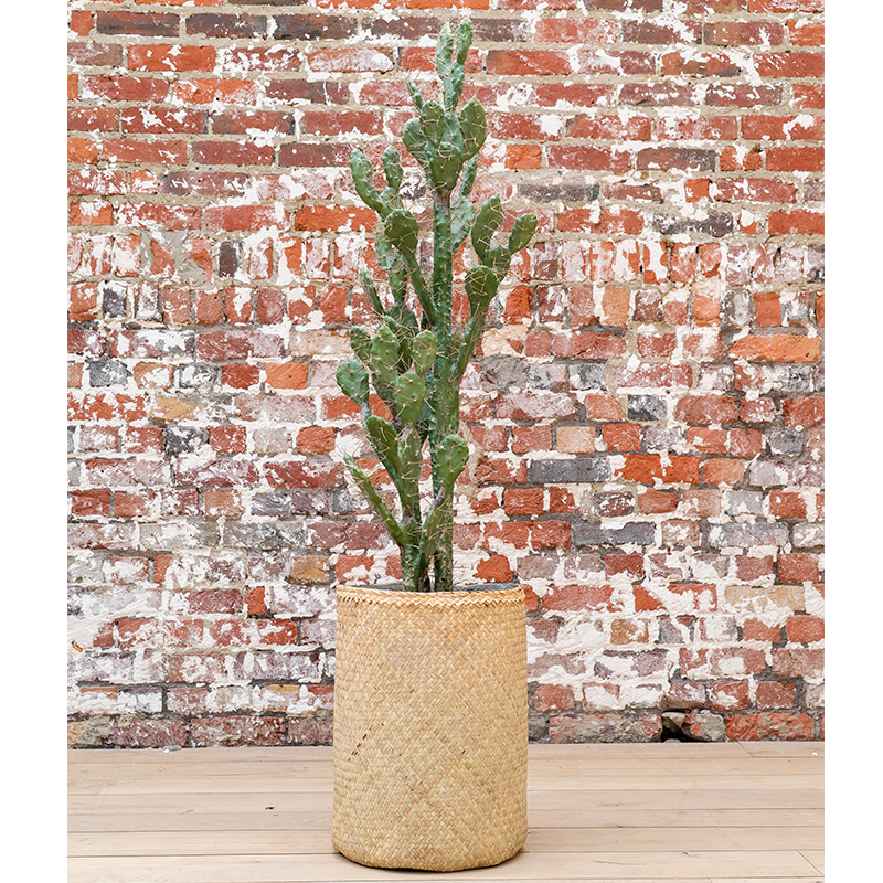 Plante Cactus Euphorbe - Decoroom