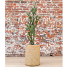 Plant Cactus Euphorbe | Decoroom