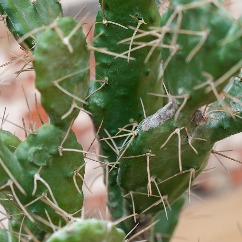 Plante Cactus Euphorbe - Decoroom