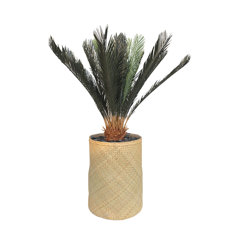 Plant Cycas | Decoroom