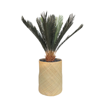 Plant Cycas | Decoroom