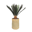 Plant Cycas | Decoroom