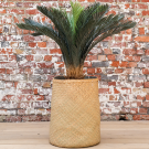 Plant Cycas | Decoroom