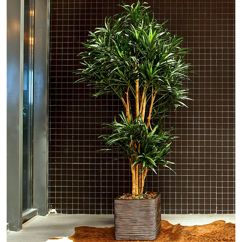 Plant Dracena Vert | Decoroom