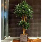 Plant Dracena Vert | Decoroom