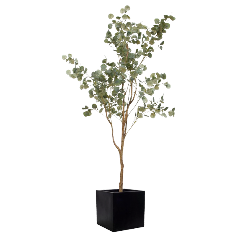 Plant Eucalyptus | Decoroom