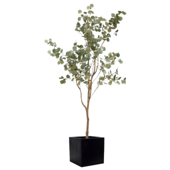 Plant Eucalyptus | Decoroom