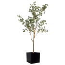 Plant Eucalyptus | Decoroom