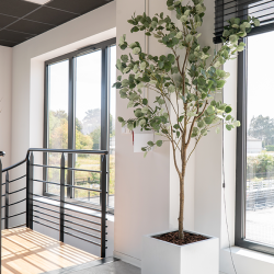 Plant Eucalyptus | Decoroom