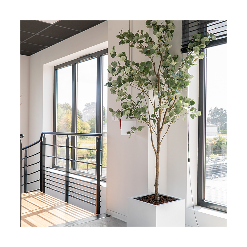 Plant Eucalyptus | Decoroom