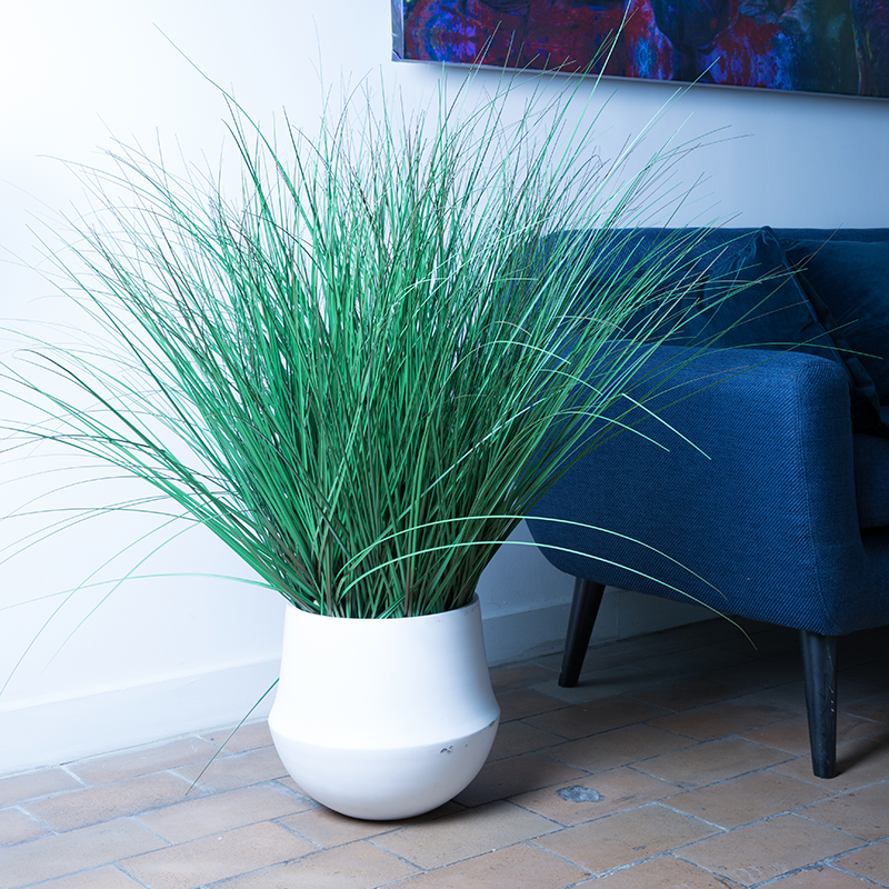 Plant Graminée | Decoroom