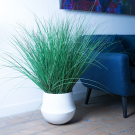 Plant Graminée | Decoroom