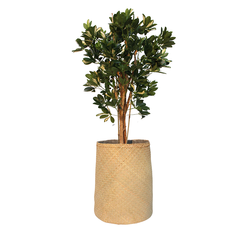 Plant Schefflera | Decoroom