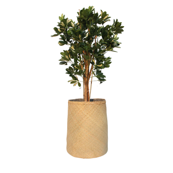 Plant Schefflera | Decoroom