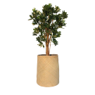 Plant Schefflera | Decoroom