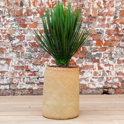 Plant Yucca | Decoroom