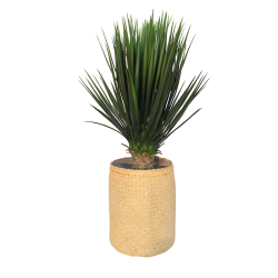 Plant Yucca | Decoroom