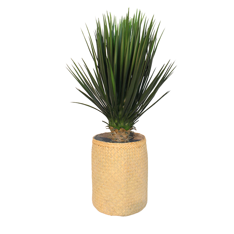 Plant Yucca | Decoroom