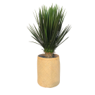 Plant Yucca | Decoroom