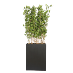 Plant Bac Bambous | Decoroom