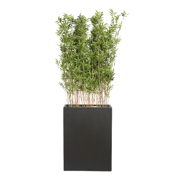 Plant Bac Bambous | Decoroom