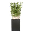 Plant Bac Bambous | Decoroom