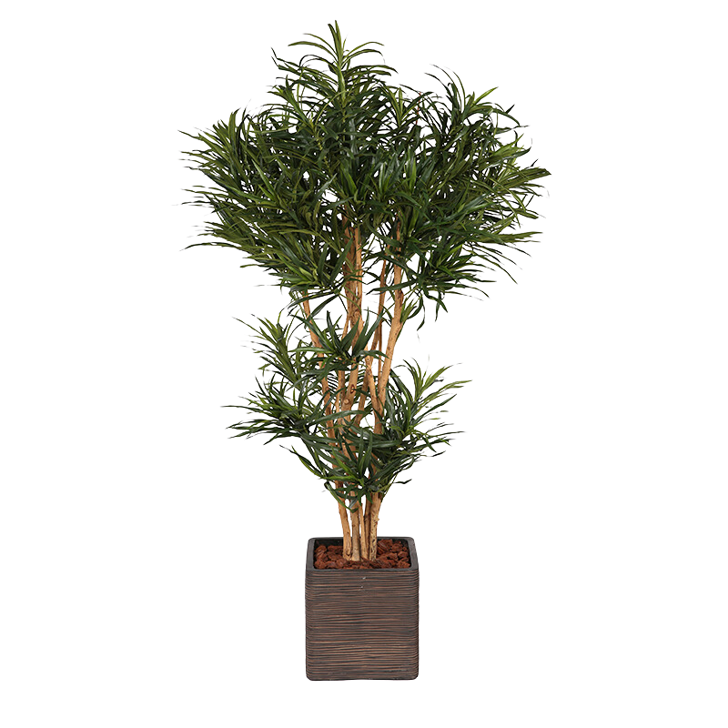 Plant Dracena Vert | Decoroom