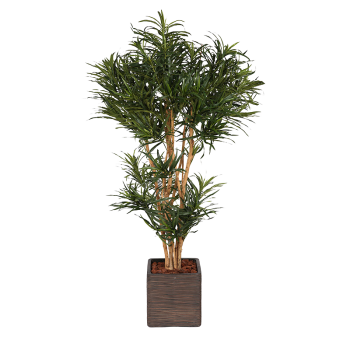 Plant Dracena Vert | Decoroom