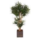 Plant Dracena Vert | Decoroom