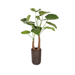 Plant Alocasia | Decoroom