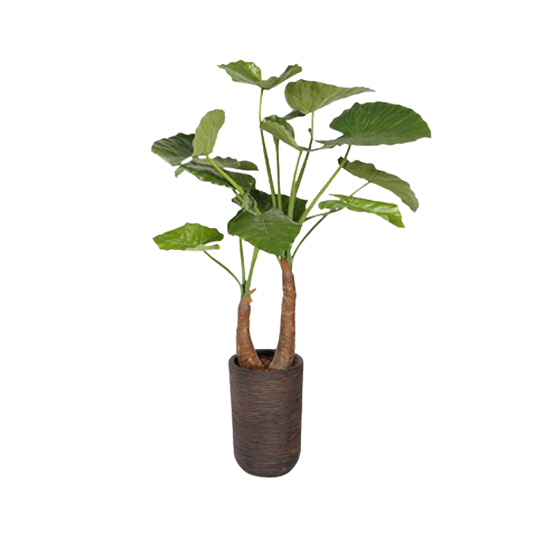 Plant Alocasia | Decoroom