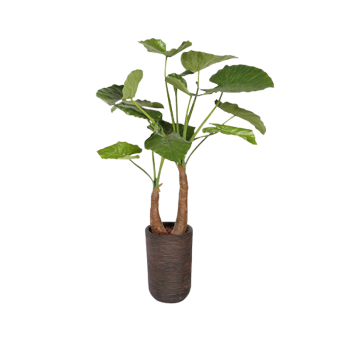 Plant Alocasia | Decoroom