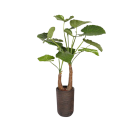 Plant Alocasia | Decoroom