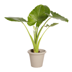 Plante Naturelle Alocasia - Decoroom