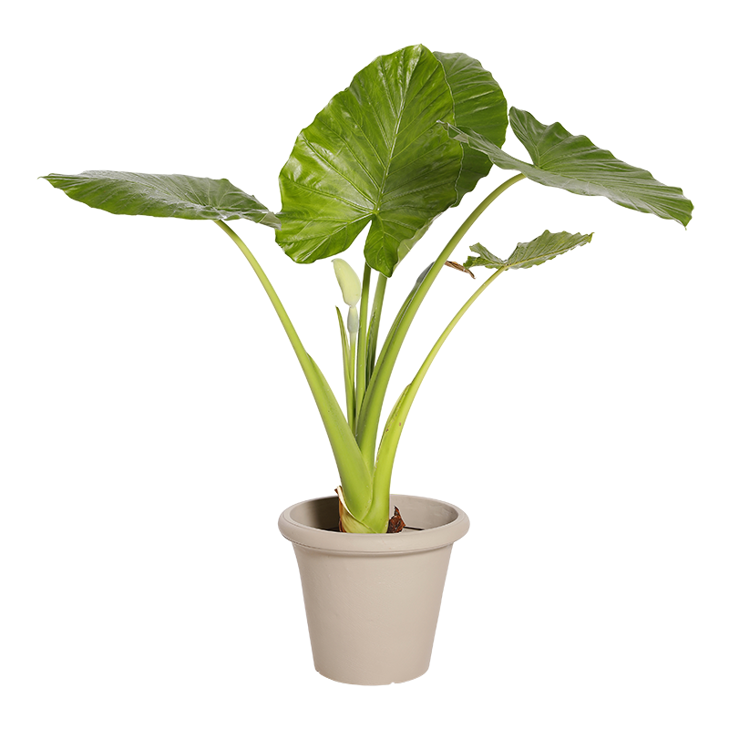 Natuurlijke Plant Alocasia | Decoroom