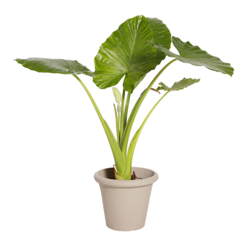 Natuurlijke Plant Alocasia | Decoroom