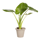 Natuurlijke Plant Alocasia | Decoroom