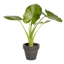 Natuurlijke Plant Alocasia | Decoroom