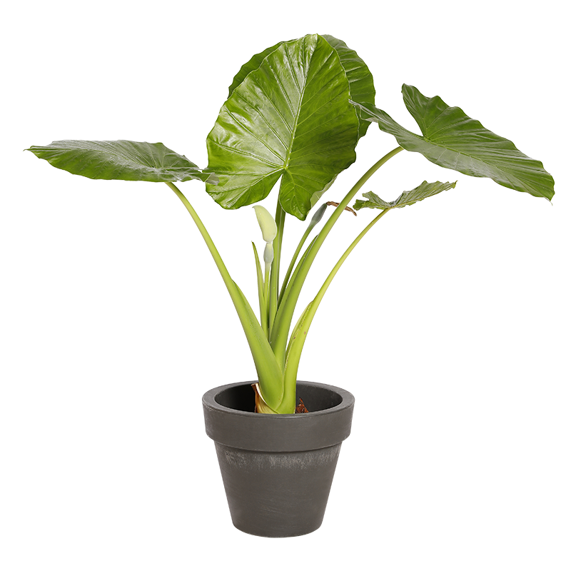 Natuurlijke Plant Alocasia | Decoroom