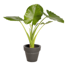 Natuurlijke Plant Alocasia | Decoroom