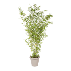 Natuurlijke Plant Bamboe | Decoroom