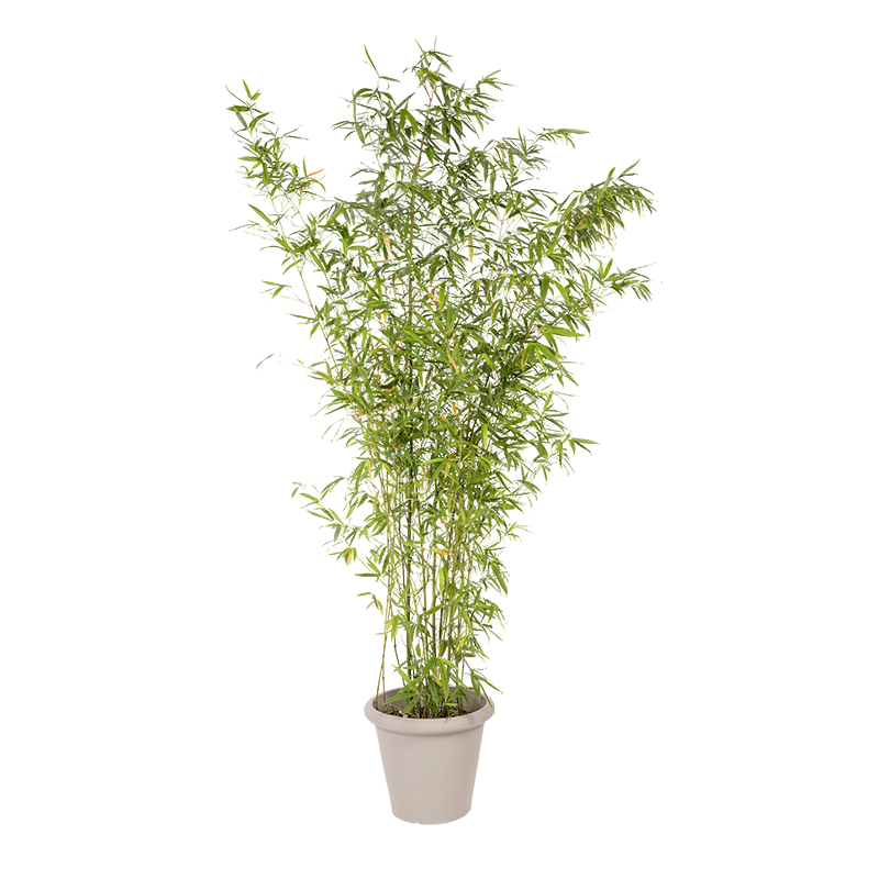 Natuurlijke Plant Bamboe | Decoroom