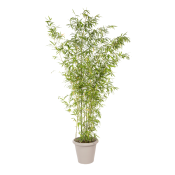 Natuurlijke Plant Bamboe | Decoroom